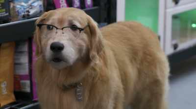Tell me something, Ed, did
you get captured on purpose? - Cats & Dogs 3: Paws Unite