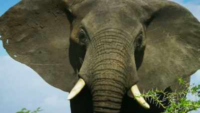 Tembo, trailing behind, is first
to see the lions. - Serengeti
