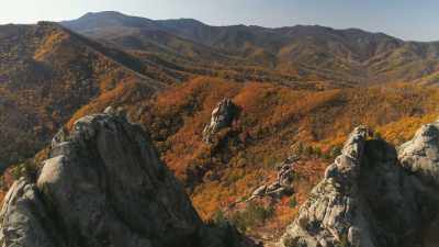 ..temperate woodlands from
Russia to Canada - The Green Planet