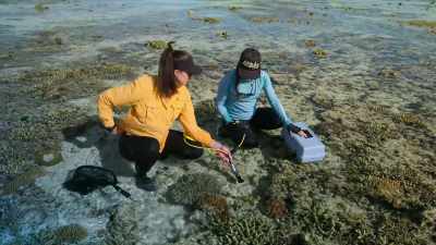 - Temperatura e destul de mare.
- Da. Care e temperatura ? - Baby Sharks