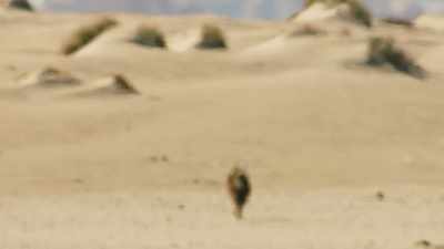Temperatures reach
a blistering 50 degrees Celsius. - Seven Worlds, One Planet