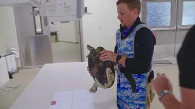 Temple turtles are part of
a species survival program, - Secrets of the Zoo