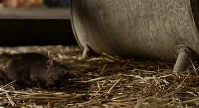 Templeton - Charlotte's Web
