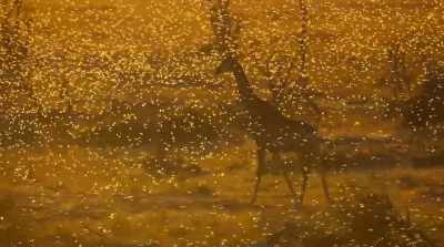 Ten million greedy mouths
devour the drying vegetation. - Surviving Paradise: A Family Tale
