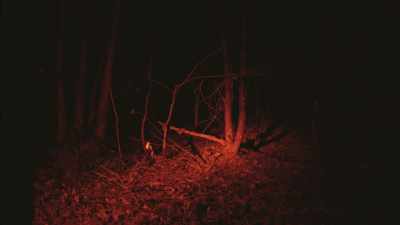 [tense music]
[leaves crunching] - Secrets of the Sasquatch