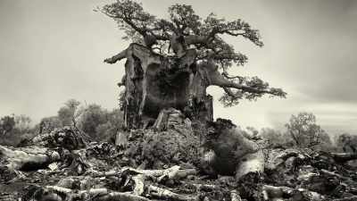 (tense music playing) - Trees and Other Entanglements
