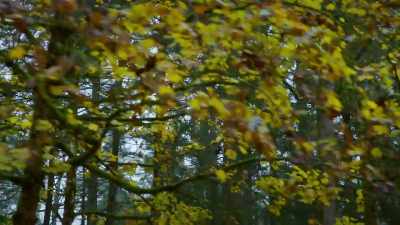 (tense music playing) - Trees and Other Entanglements