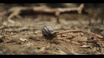 (tense music) - The Emu War