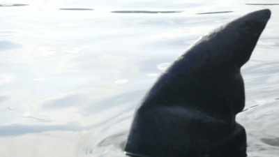 [tense orchestral music]
[water swashes] - Jurassic Shark 2: Aquapocalypse