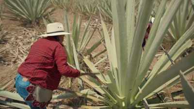 Tequila is only made
from blue agave, - Eva Longoria: Searching for Mexico