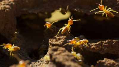 Termites are highly nutritious
and full of moisture, - Seven Worlds, One Planet