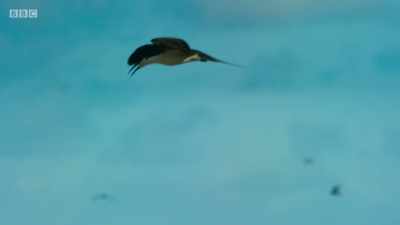 TERN CALLS - Planet Earth: A Celebration