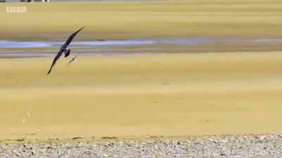 Terns from across the
beach join forces - Wales: Land of the Wild