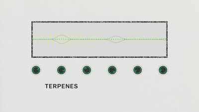 Terpenes are basically
aroma molecules. - Explained
