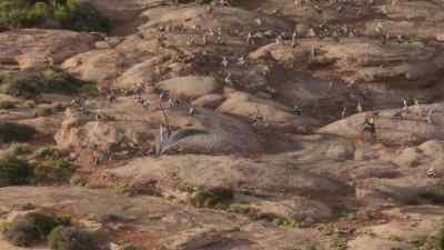 Territory holders warn off
any challengers. - Prehistoric Planet
