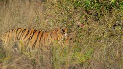 Territory marking in the midday heat
is hard work. - Dynasties