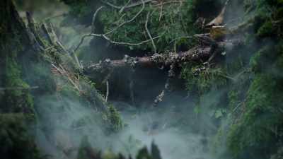 Terry Lovelace was on
a camping trip with a friend - Alien Abduction: Answers