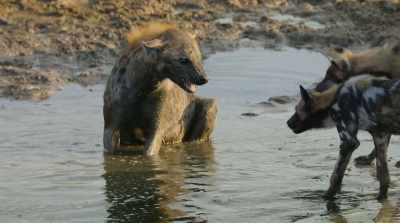 Testing their stress levels
helps prepare them - Surviving Paradise: A Family Tale