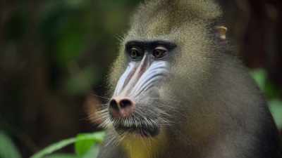Testosterone begins to flow
through their veins. - Attenborough's Life in Colour
