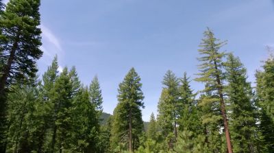 Thank God we're here, I guess. - In the Forest