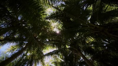 Thank you, Shan! - Survivor