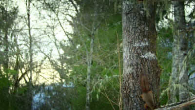 'Thankfully, he's, well,
squirreled away - A Year on Planet Earth