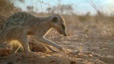 Thankfully meerkats are experts... - Super/Natural