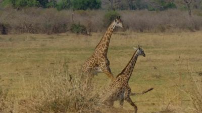Thankfully, those lanky legs are good for running. - Big Beasts