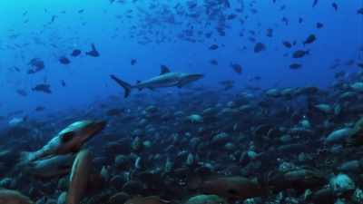 Thanks to a combined
team effort from both crews - Blue Planet II