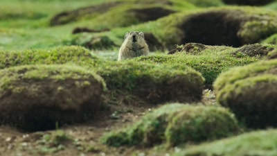 'Thanks to a surge
of spring breeding, - A Year on Planet Earth