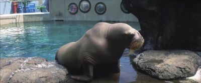 Thanks buddy Remember to use a condom - 50 First Dates