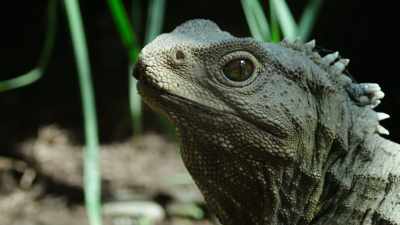 Thanks to Little Barrier's
breeding programme, - Modern Dinosaurs