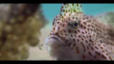 Thanks to resilient moms like her, - Our Oceans