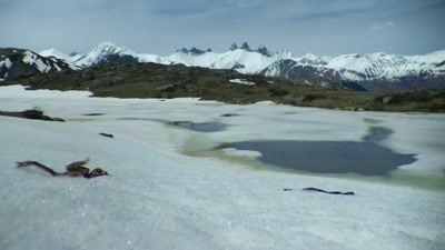 Thanks to the new spring growth, - A Year on Planet Earth