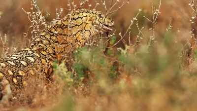 That was a bearded dragon
that wasn't quite quick enough. - Seven Worlds, One Planet