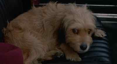 That was a really shitty thing
to say, wasrt it? - Oh Heavenly Dog