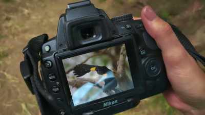 That is a yellow shouldered
blackbird. They live here in - Harmony in Paradise