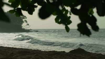 That animal usually lives
in tropical waters, - Attenborough and the Sea Dragon