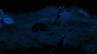 That, at night, - Blue Planet II