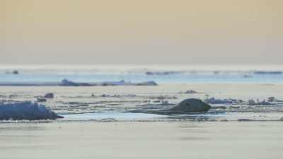 ...that her best chance of
catching her preferred prey - Frozen Planet II