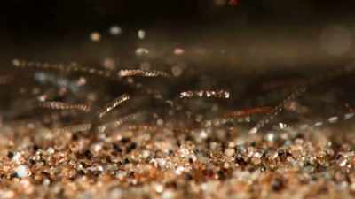 That bouncing is happening
across this whole dune. - Welcome to Earth