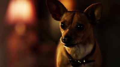 That Chihuahua saved the king's life? - Beverly Hills Chihuahua 2