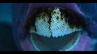 That coral-crunching beak
now comes into play. - Our Oceans