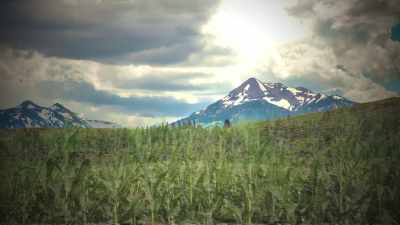 That corn is
going to require things
that are not there for it, - The Magic Pill