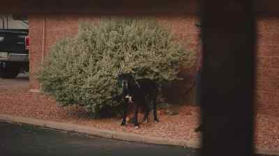 That dog's taking a wee. - The Grand Tour