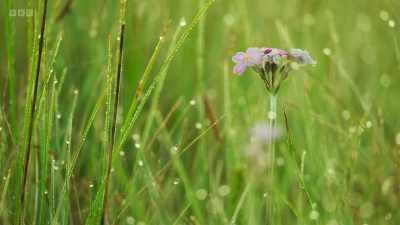 That was either botanically - - Wild Isles