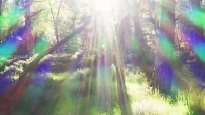 That ends where the pine trees
give way to birch. - Wild Isles