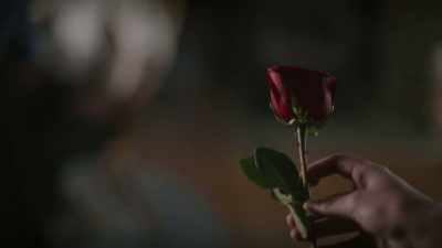      That flower will wither
         in a few days, - An Amish Sin