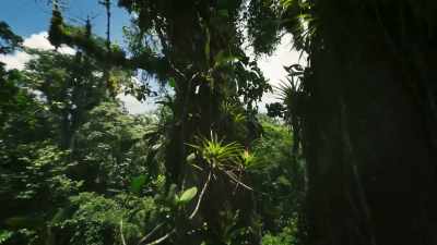 That fuel is created
in a plant's leaves, - The Green Planet