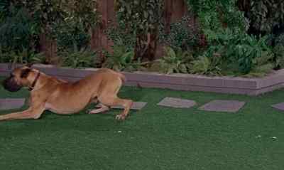 THAT HE STILL THINKS
HE'S A DACHSHUND. - The Ugly Dachshund